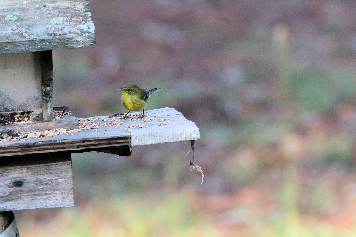 Pine Warbler - ML625092944