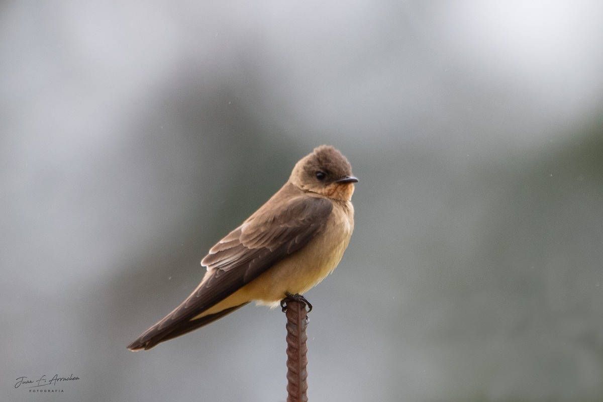 Southern Rough-winged Swallow - ML625092946