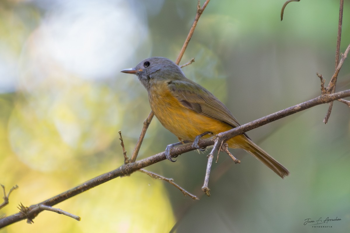 Gray-hooded Flycatcher - ML625092995