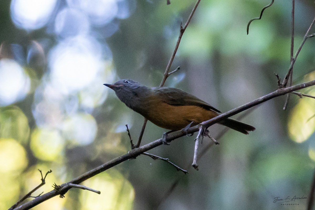 Gray-hooded Flycatcher - ML625092996