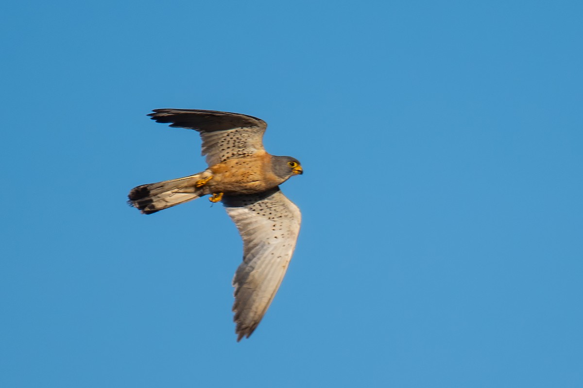 Lesser Kestrel - ML625093067