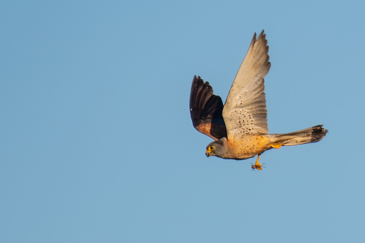 Lesser Kestrel - ML625093080