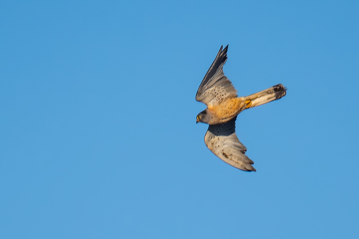 Lesser Kestrel - ML625093083