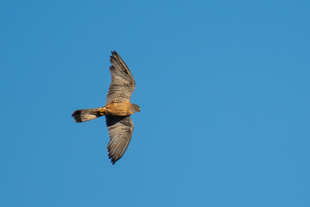 Lesser Kestrel - ML625093103
