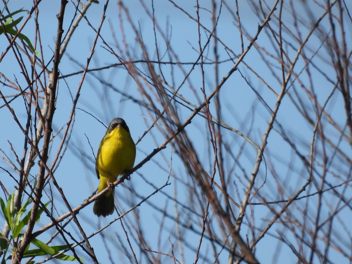 Southern Yellowthroat - ML625093212