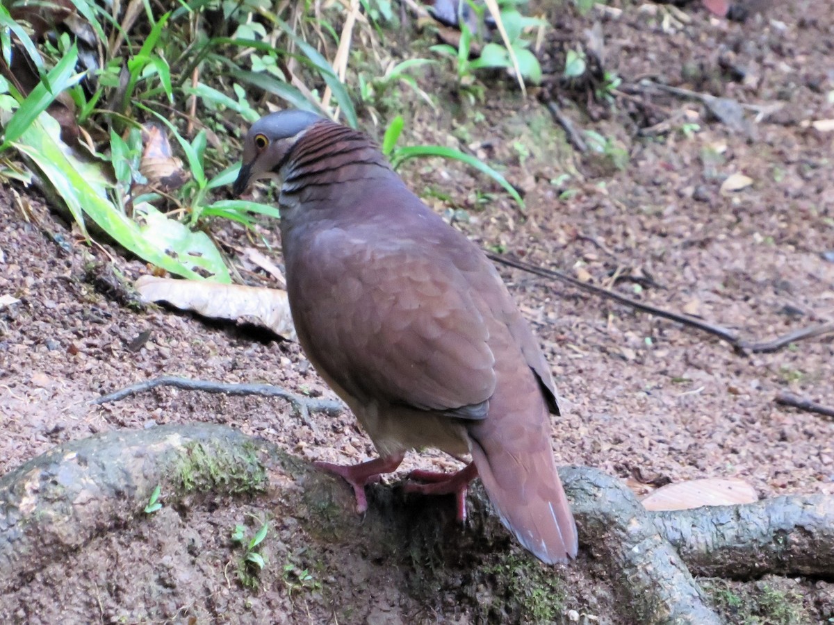 White-throated Quail-Dove - ML625093391