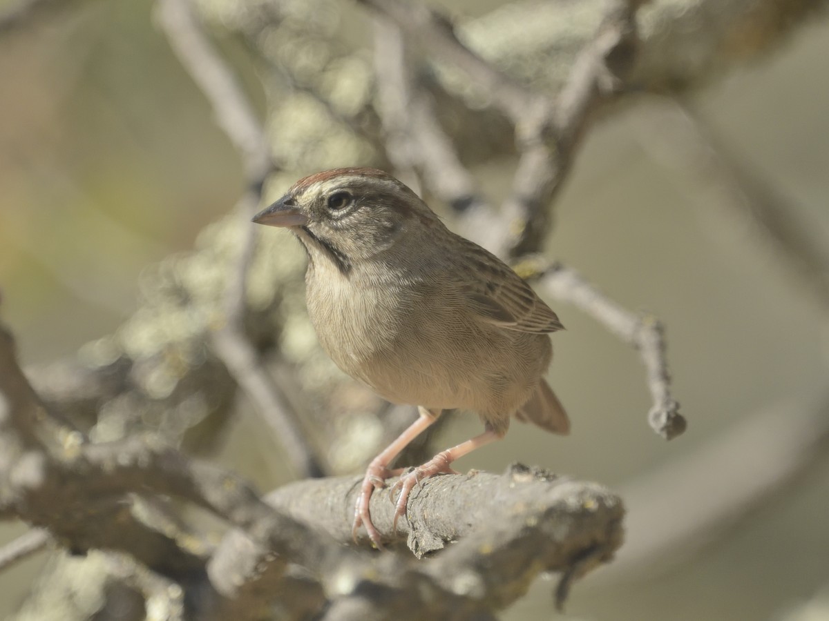 Rufous-crowned Sparrow - ML625093651