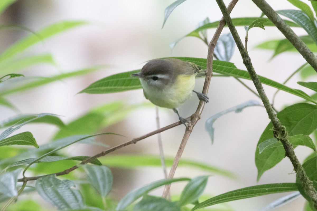 Brown-capped Vireo - ML625093711