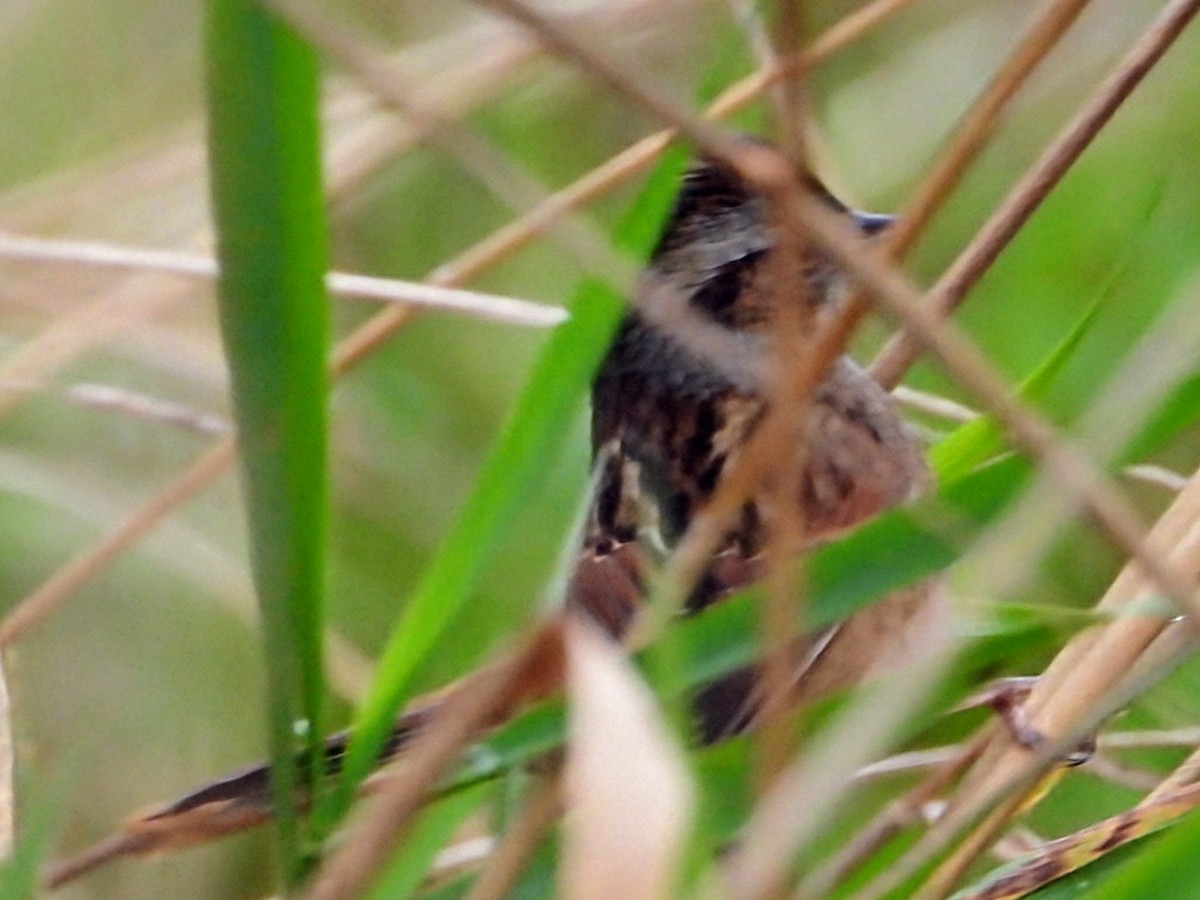 Swamp Sparrow - ML625093885