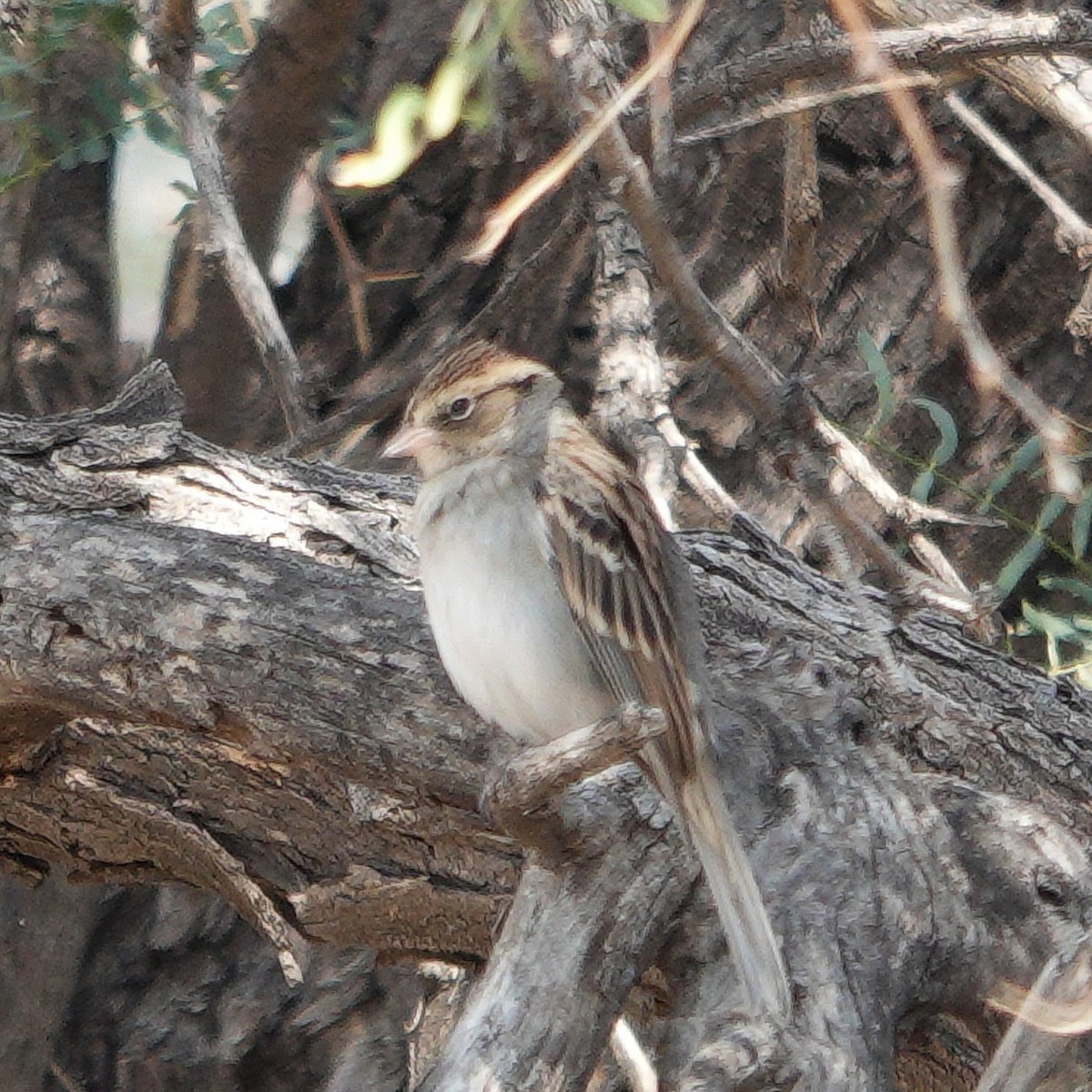 Chipping Sparrow - ML625093890