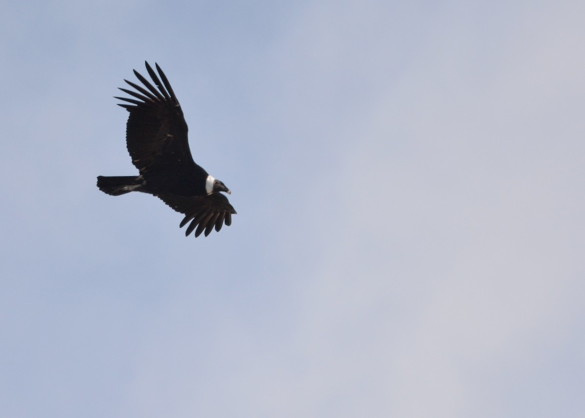 Andean Condor - ML625094027