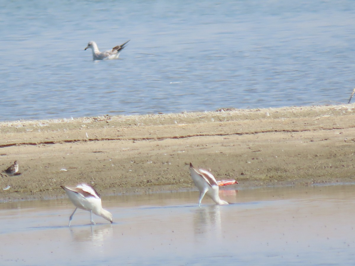 American Avocet - ML625094064