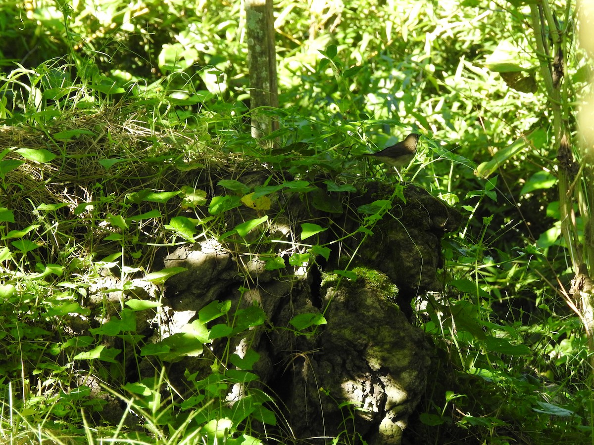 Gray-cheeked Thrush - ML625094078