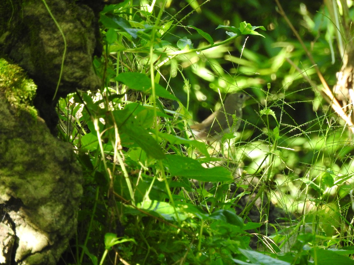 Gray-cheeked Thrush - ML625094079
