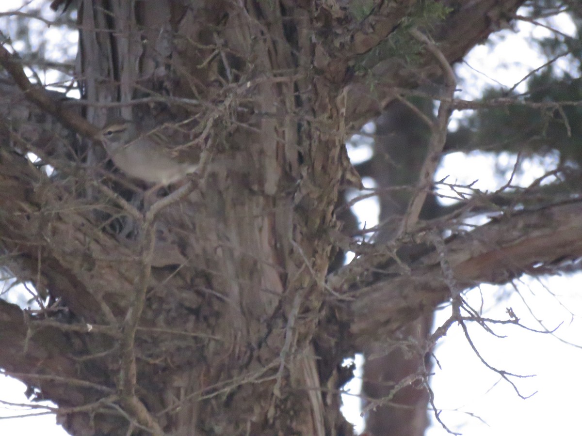 Chipping Sparrow - ML625094203