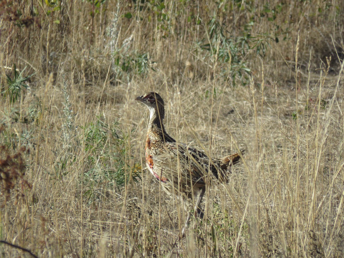 Ring-necked Pheasant - ML625094212