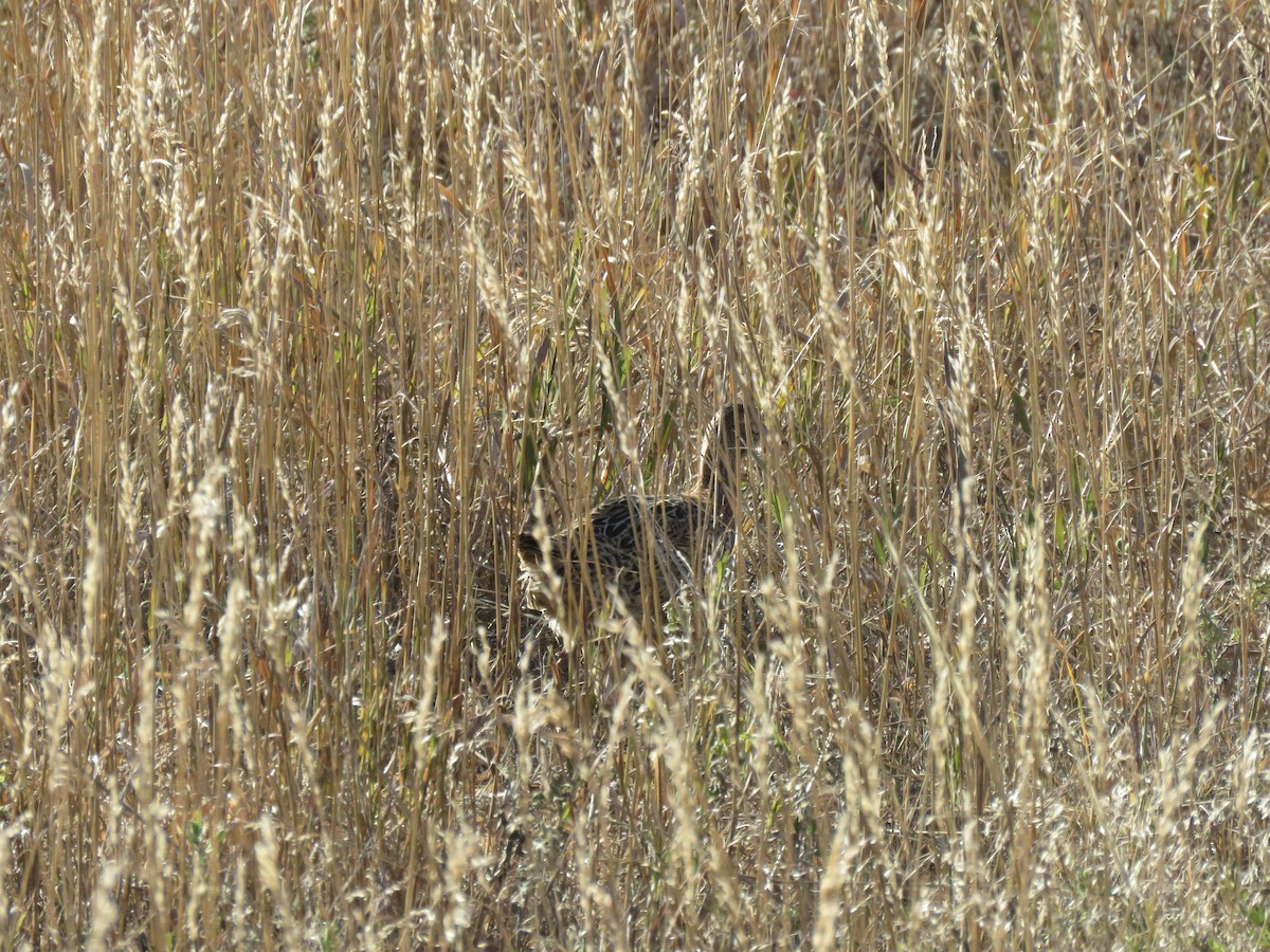 Ring-necked Pheasant - ML625094213