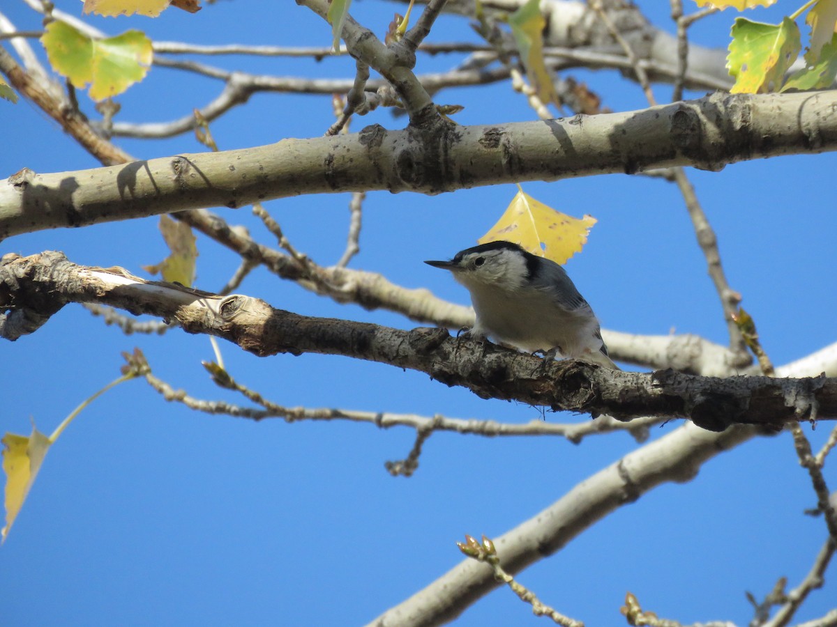 White-breasted Nuthatch (Eastern) - ML625094216