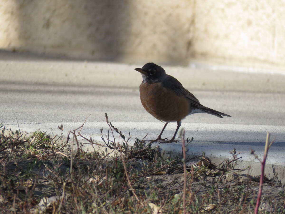 American Robin - ML625094221