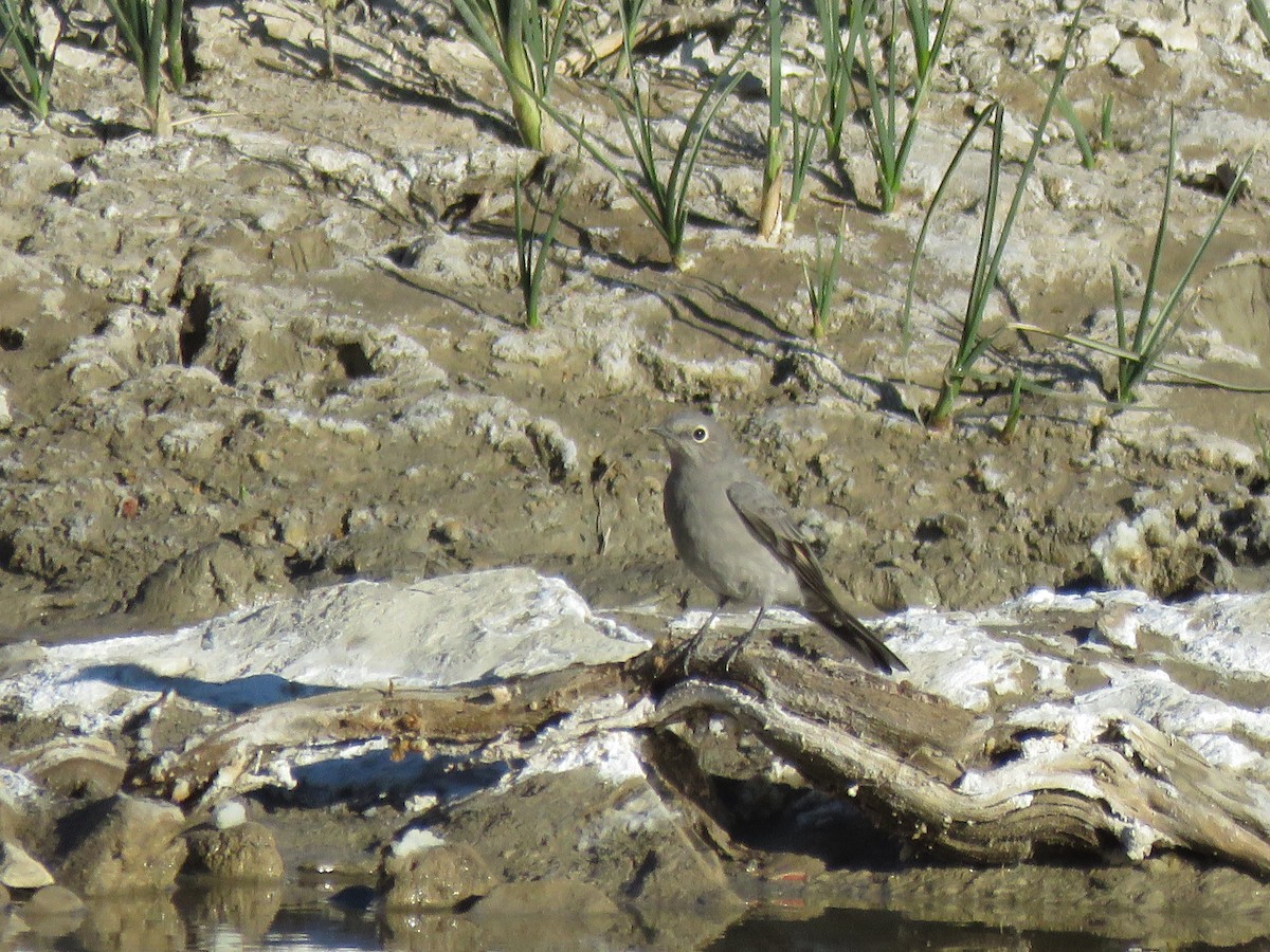 Townsend's Solitaire - ML625094226