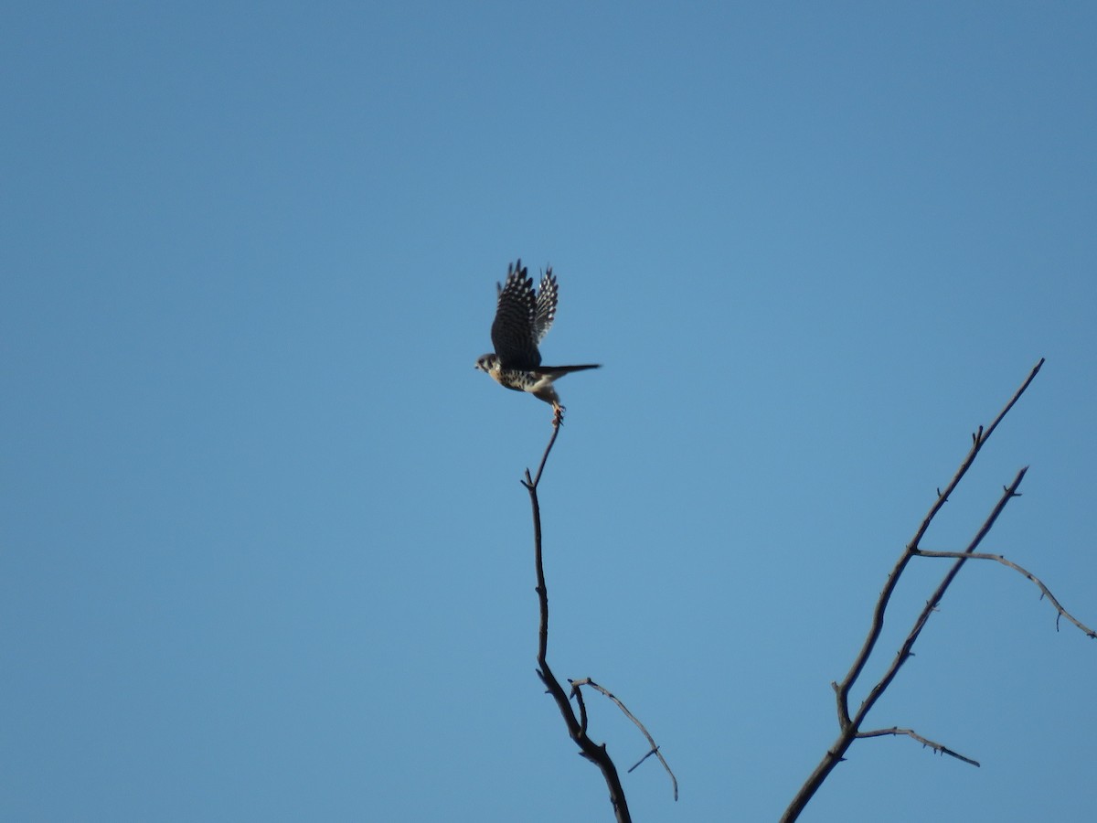 American Kestrel - ML625094229