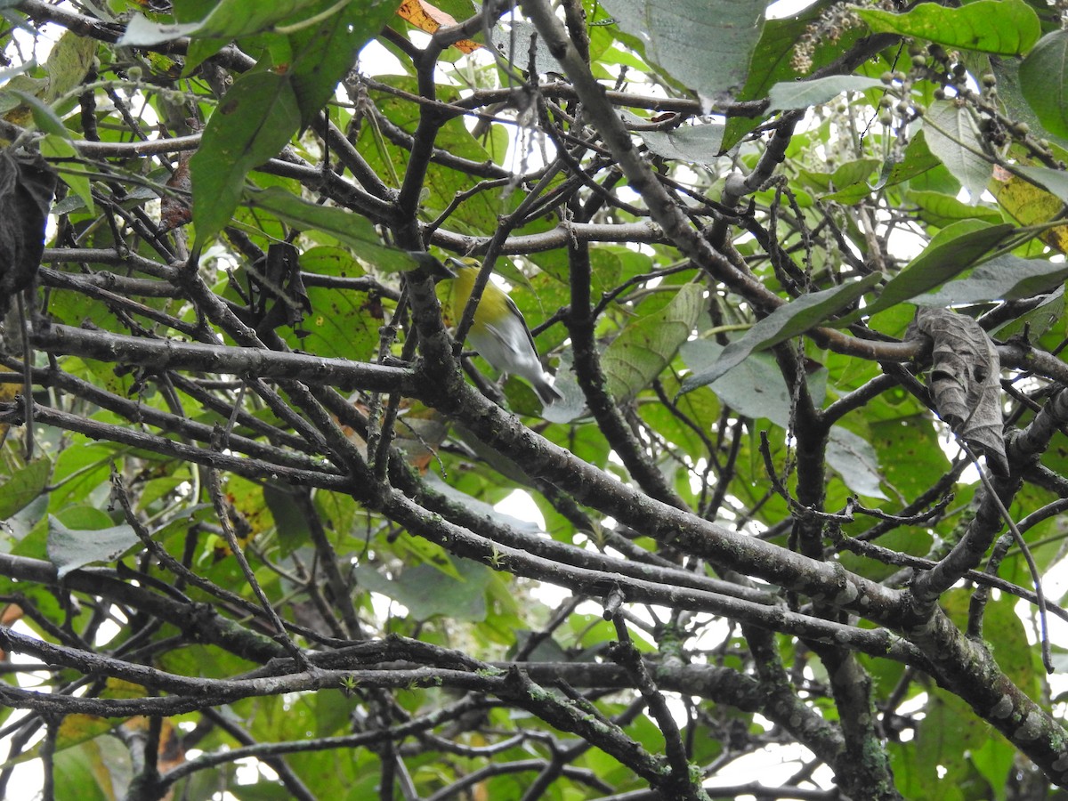 Yellow-throated Vireo - ML625094234