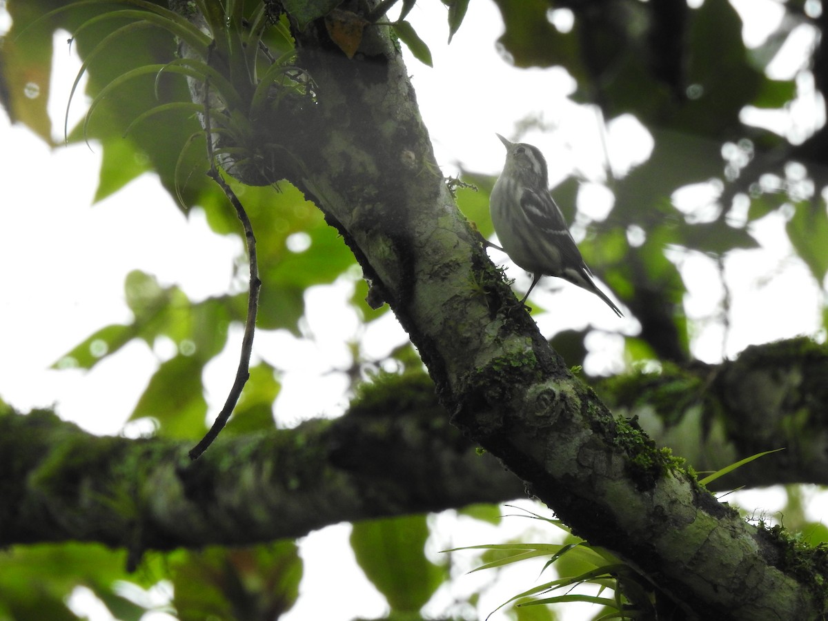 Black-and-white Warbler - ML625094262