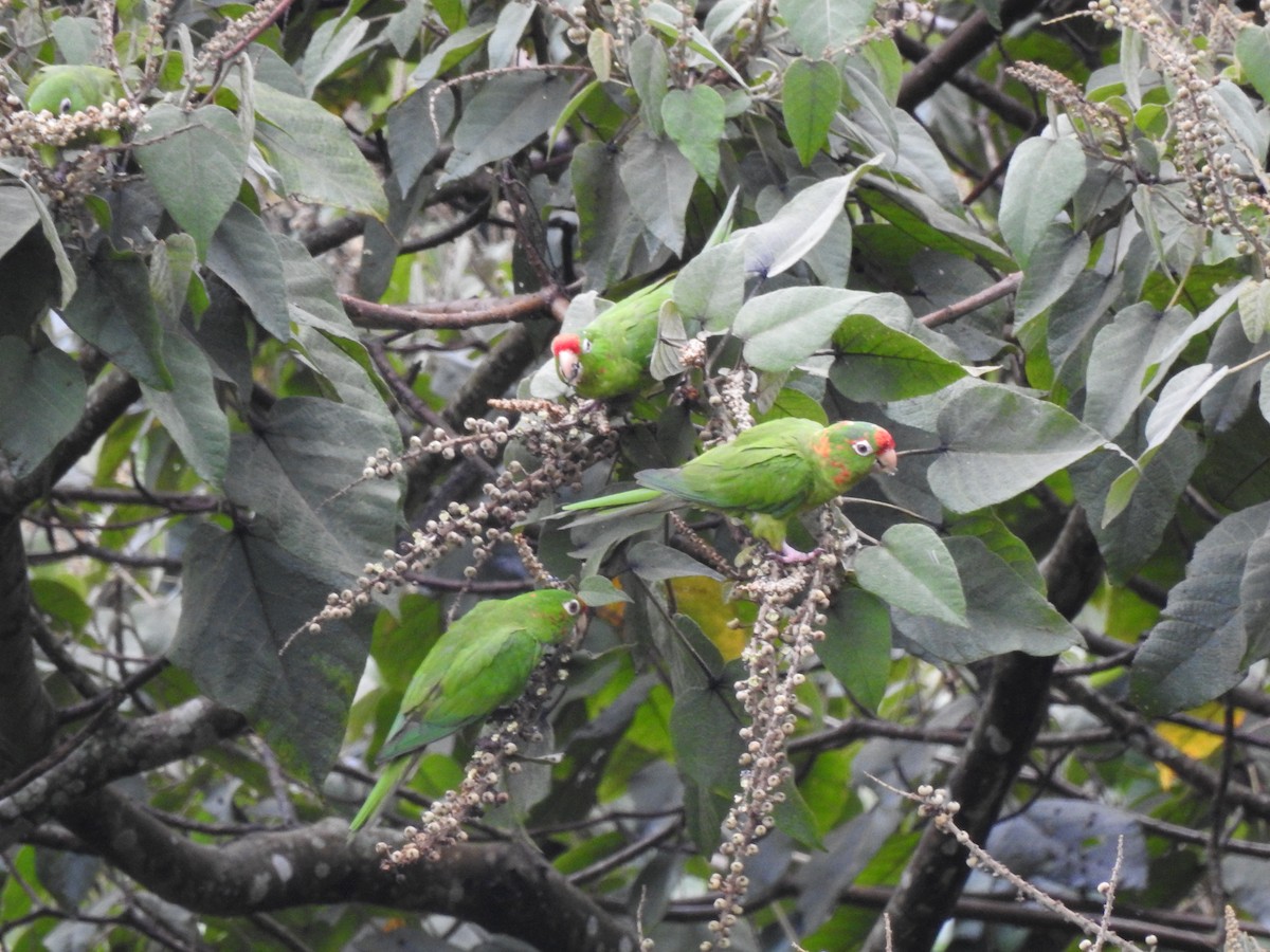 Crimson-fronted Parakeet - ML625094292