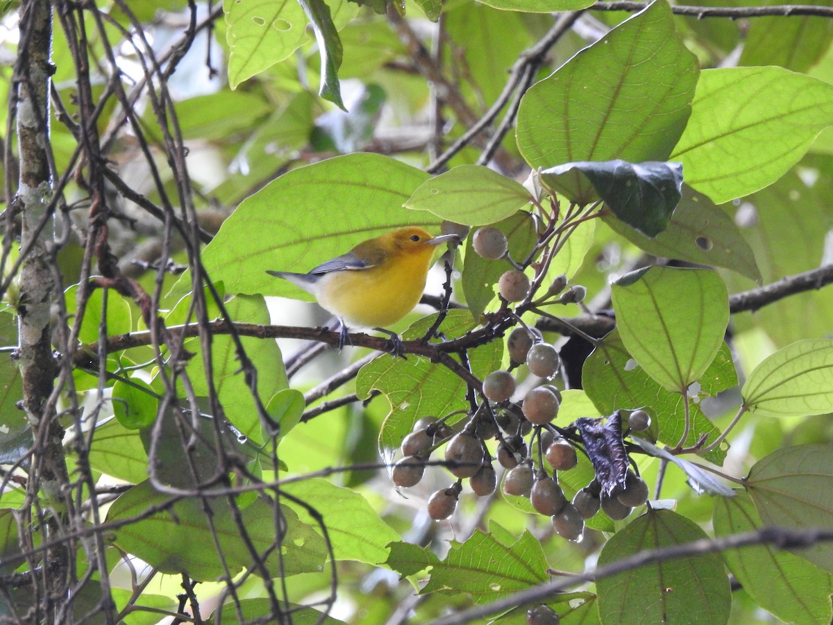 Prothonotary Warbler - ML625094349