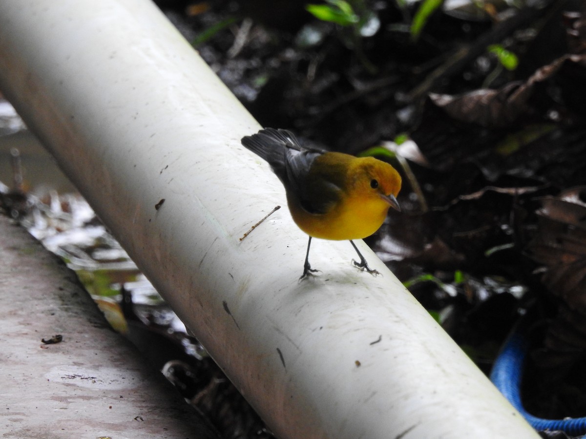 Prothonotary Warbler - ML625094401