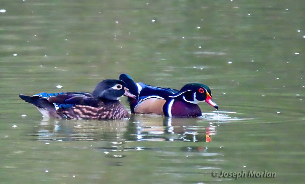 Wood Duck - Joseph Morlan