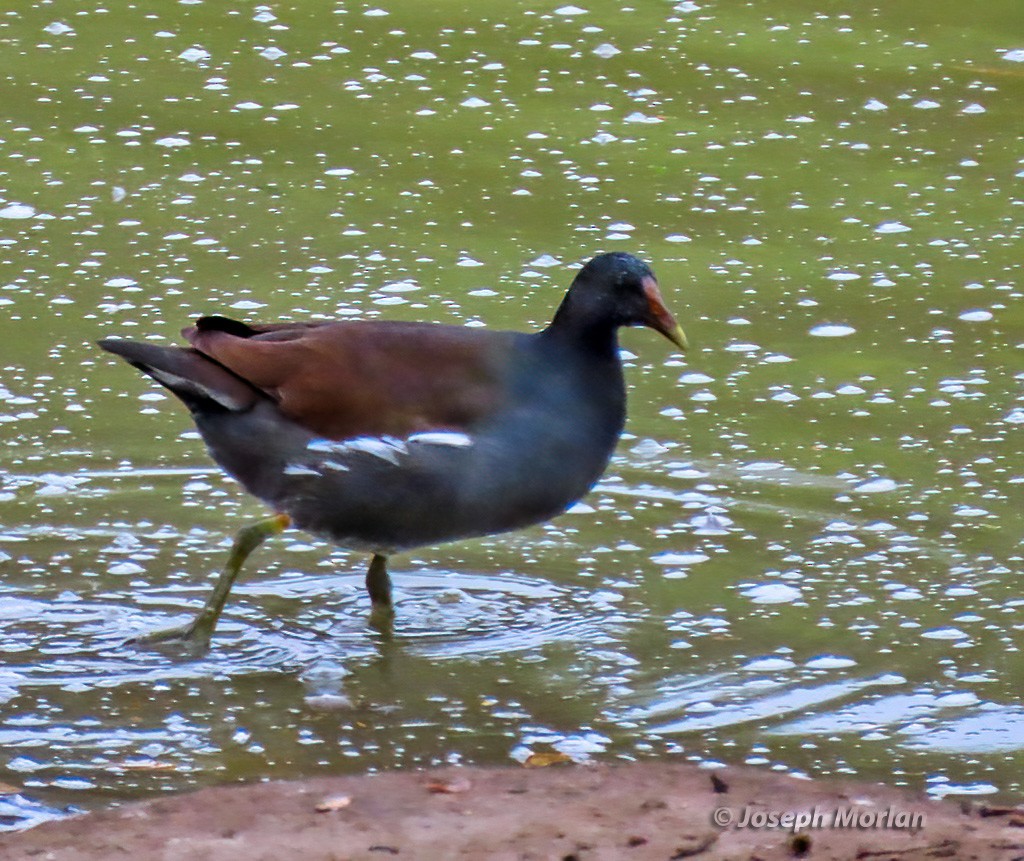 Common Gallinule - Joseph Morlan