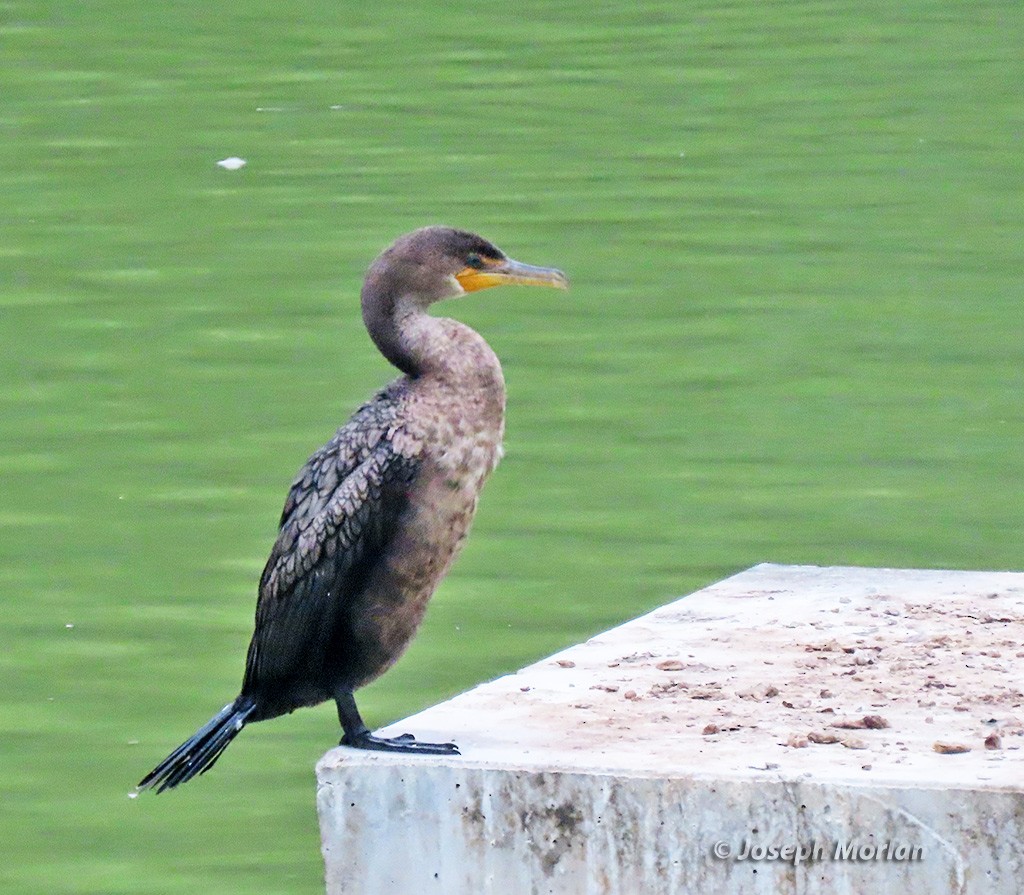 Double-crested Cormorant - ML625094436