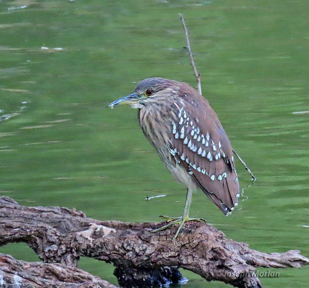 Black-crowned Night Heron - ML625094446