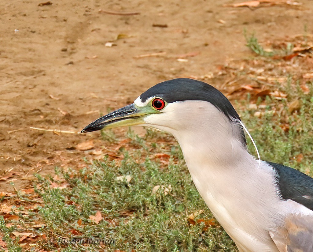 Black-crowned Night Heron - ML625094447