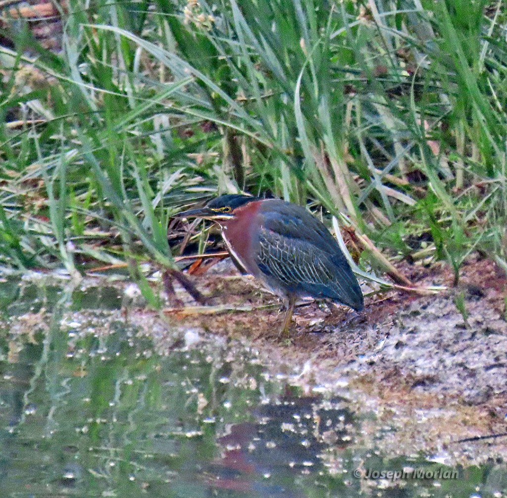 Green Heron - ML625094457