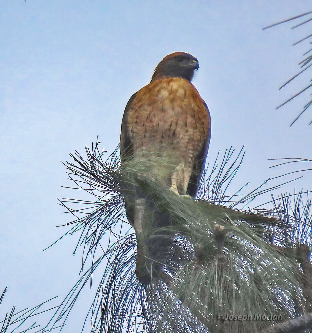 Red-tailed Hawk - ML625094471