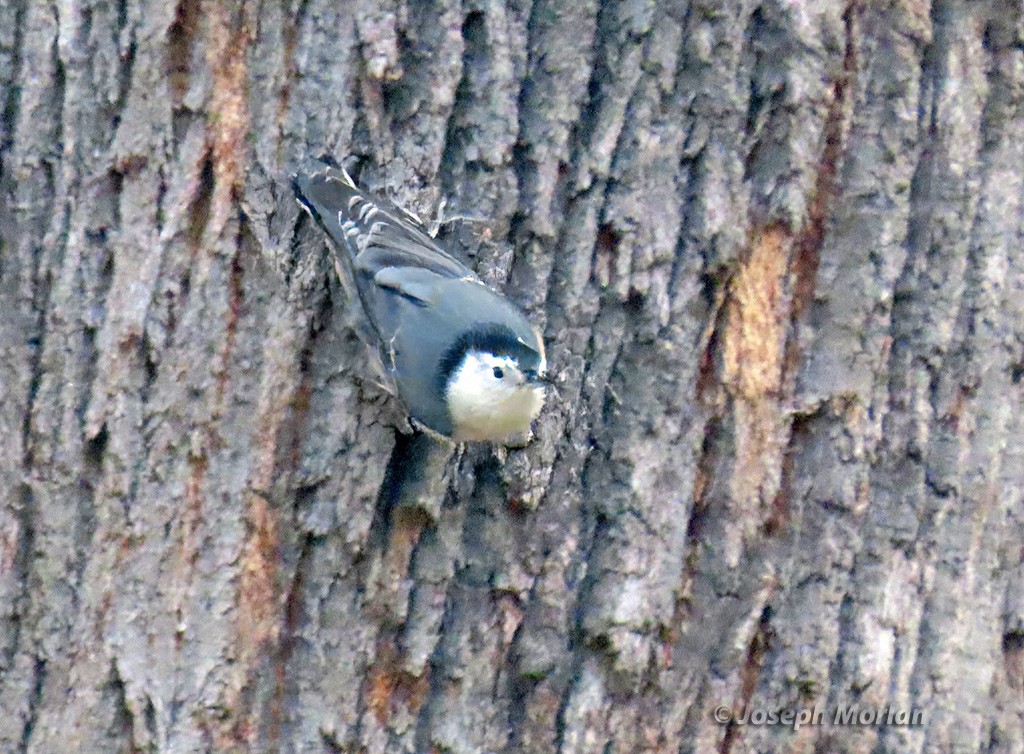 White-breasted Nuthatch - ML625094479