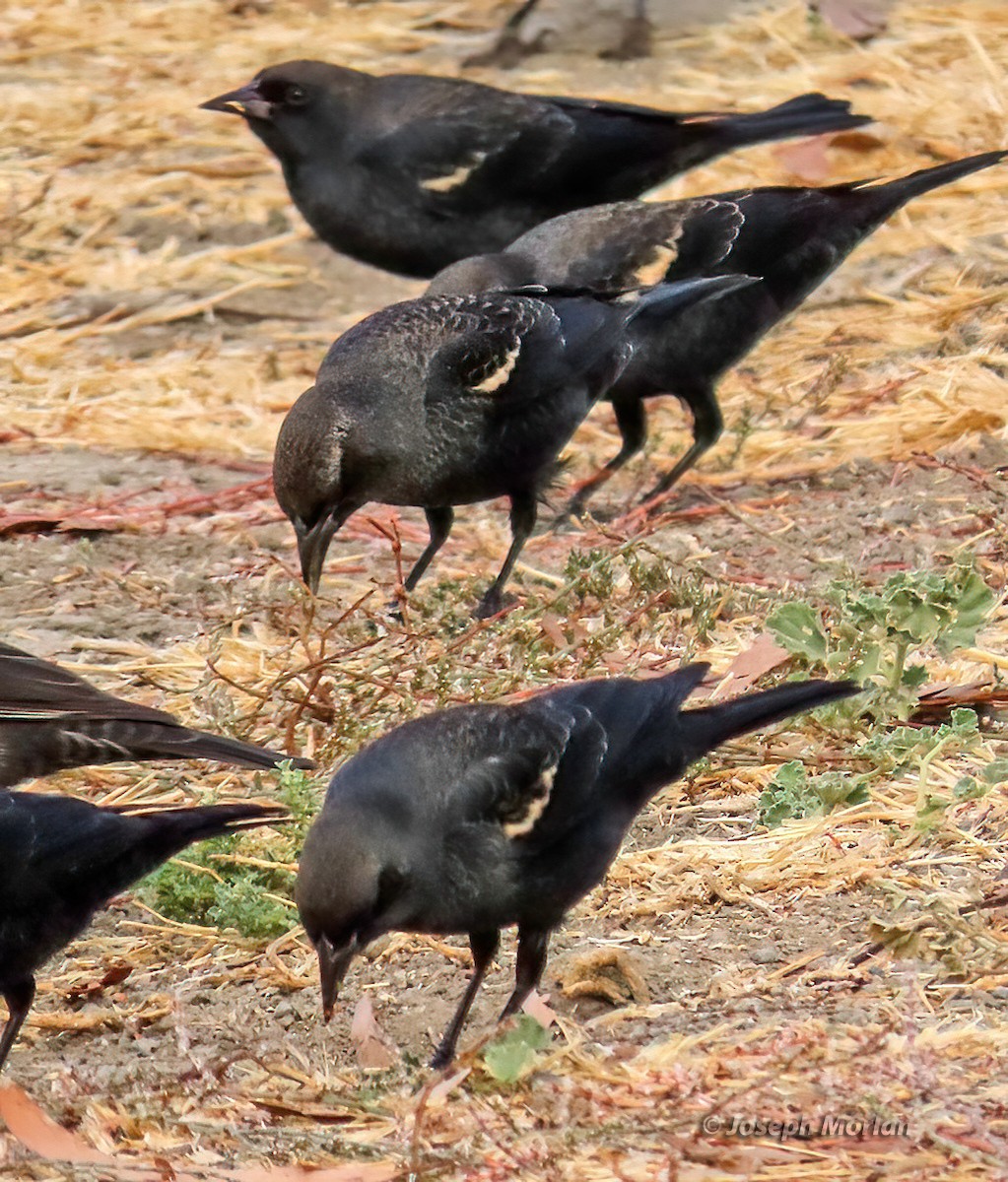 Tricolored Blackbird - ML625094506