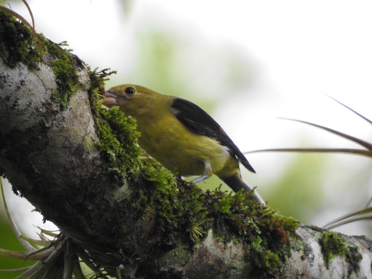 Scarlet Tanager - ML625094672