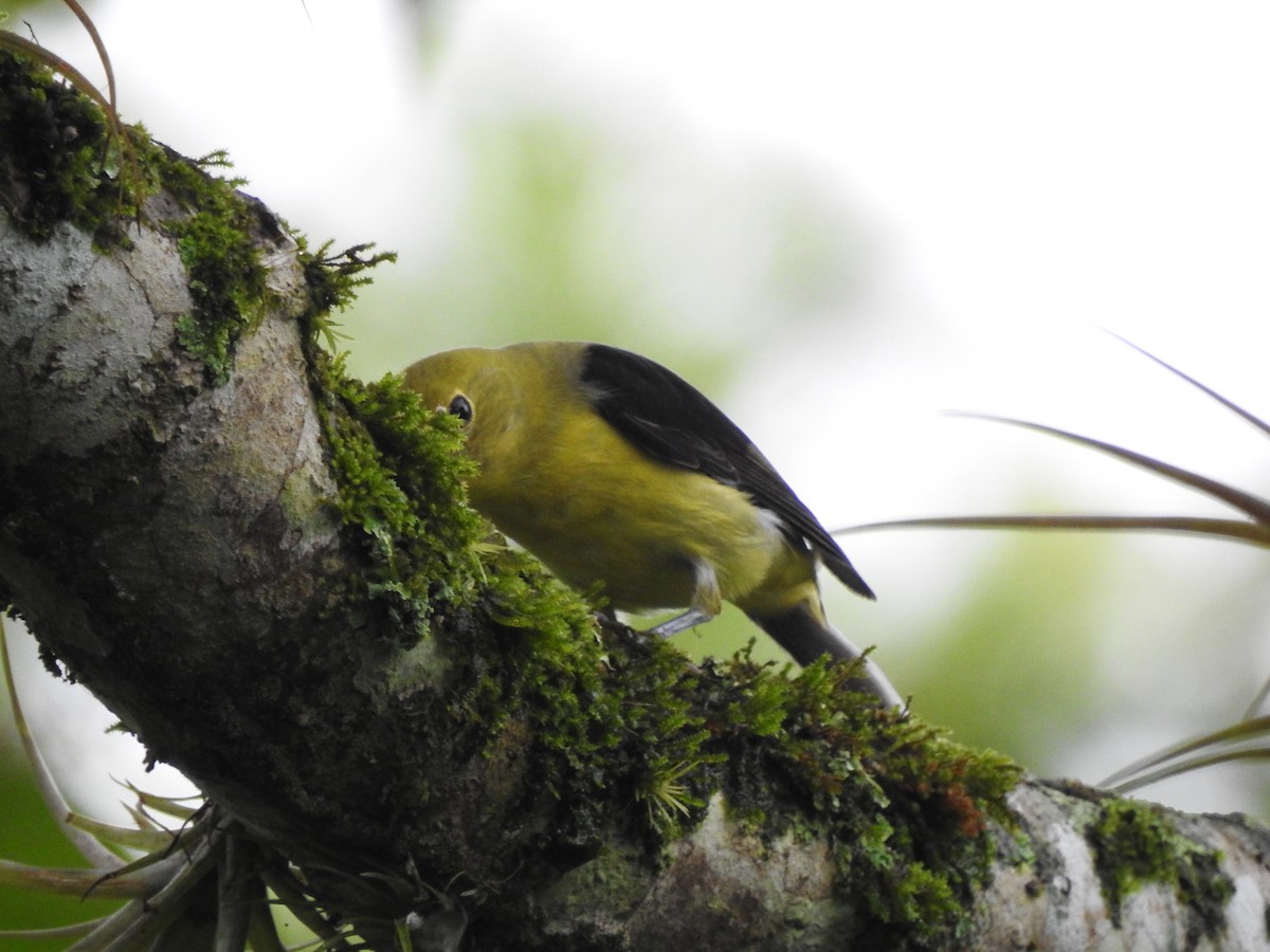 Scarlet Tanager - ML625094673