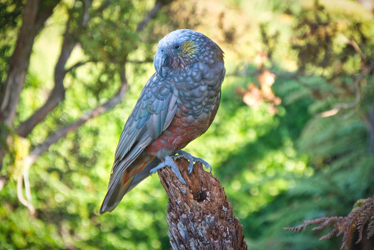 New Zealand Kaka - ML625094730