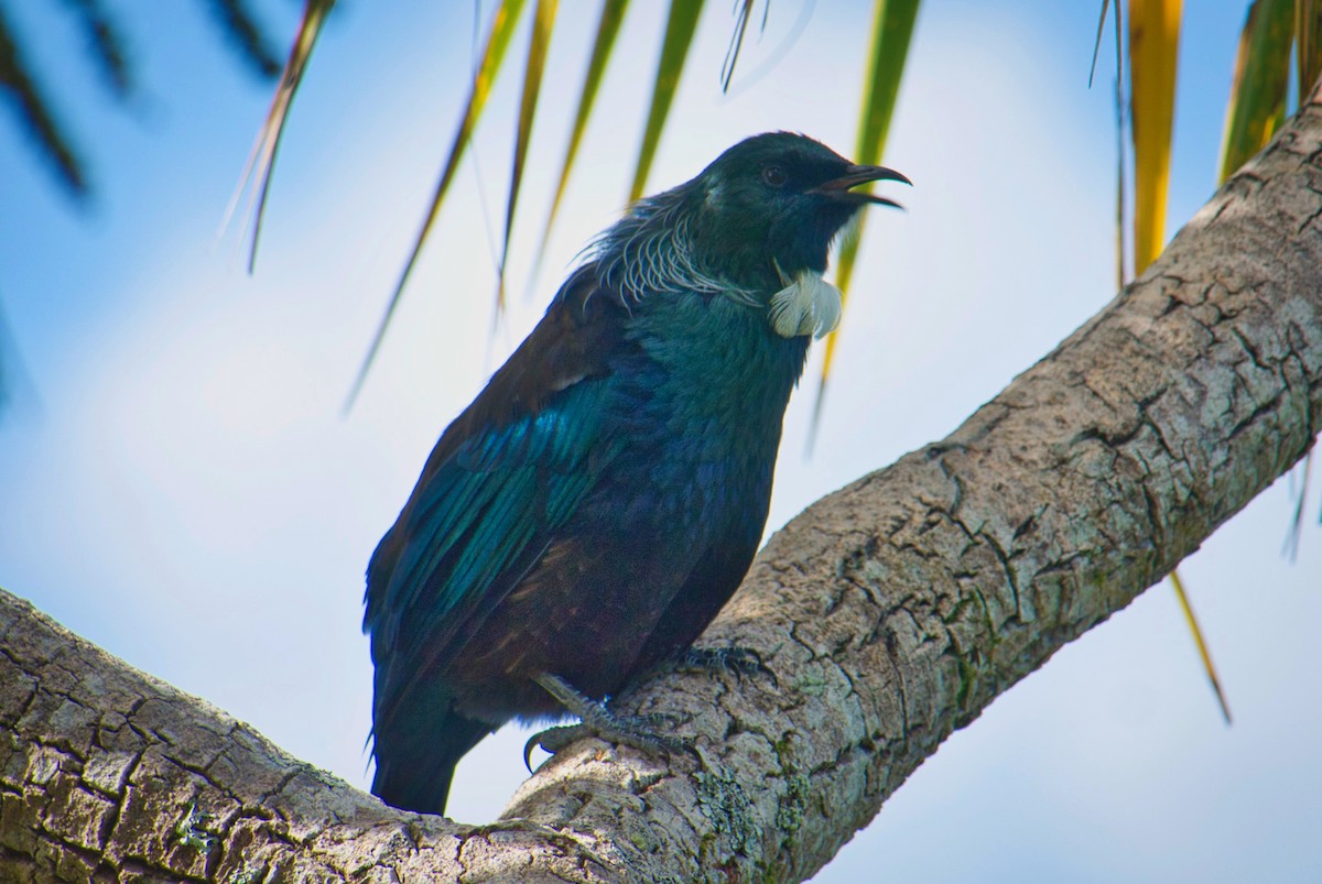 Tui - ML625094739