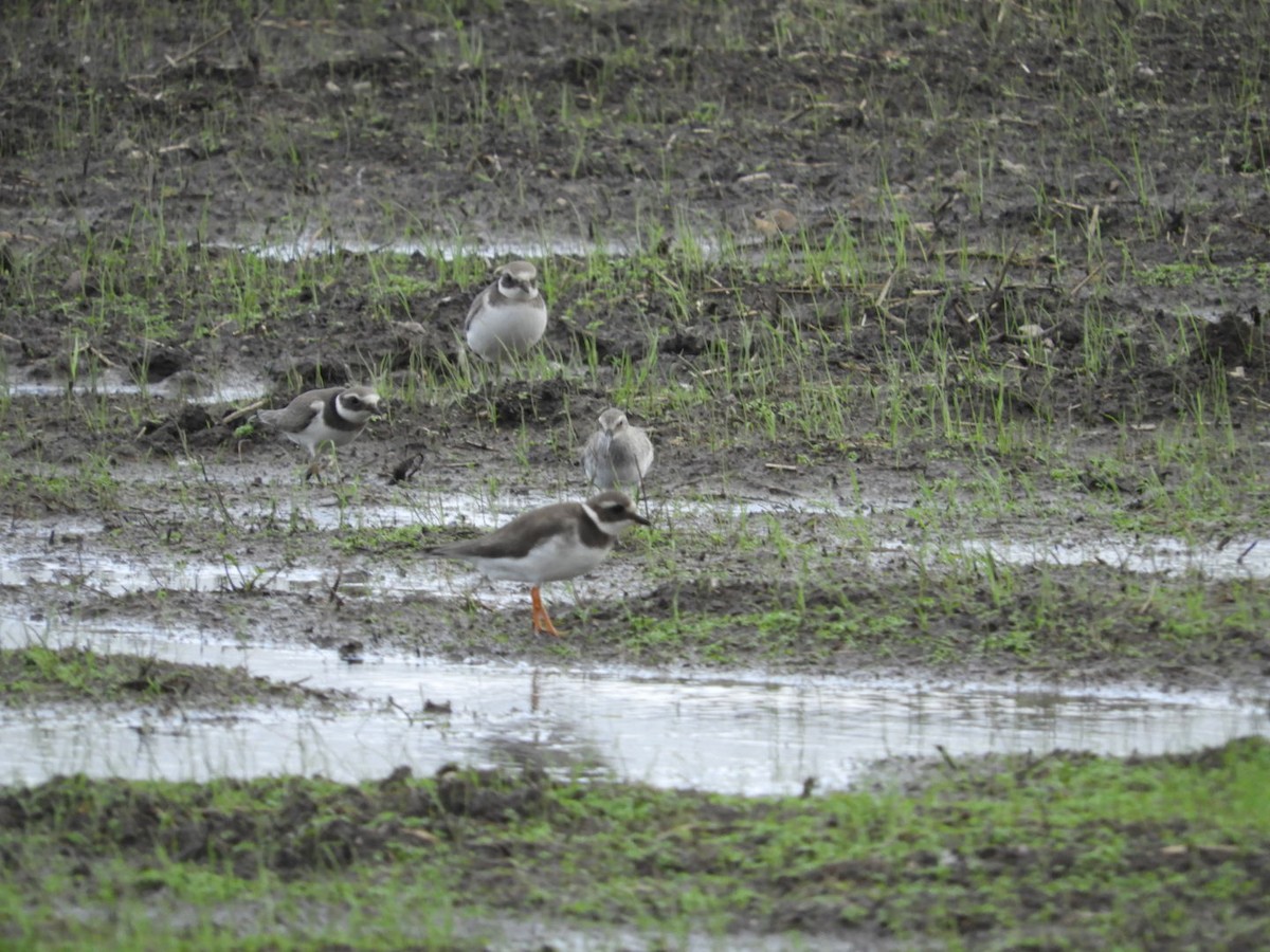 jespák tundrový - ML625094742