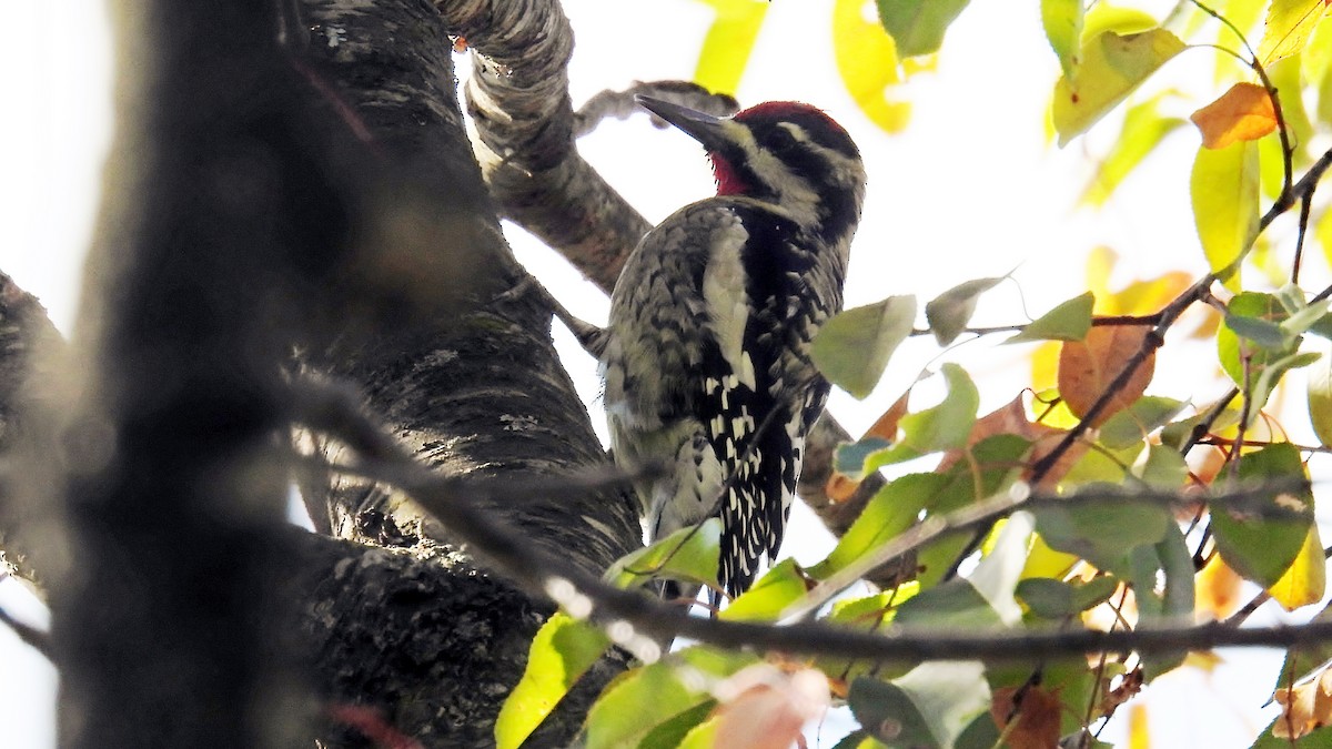 Yellow-bellied Sapsucker - ML625094805