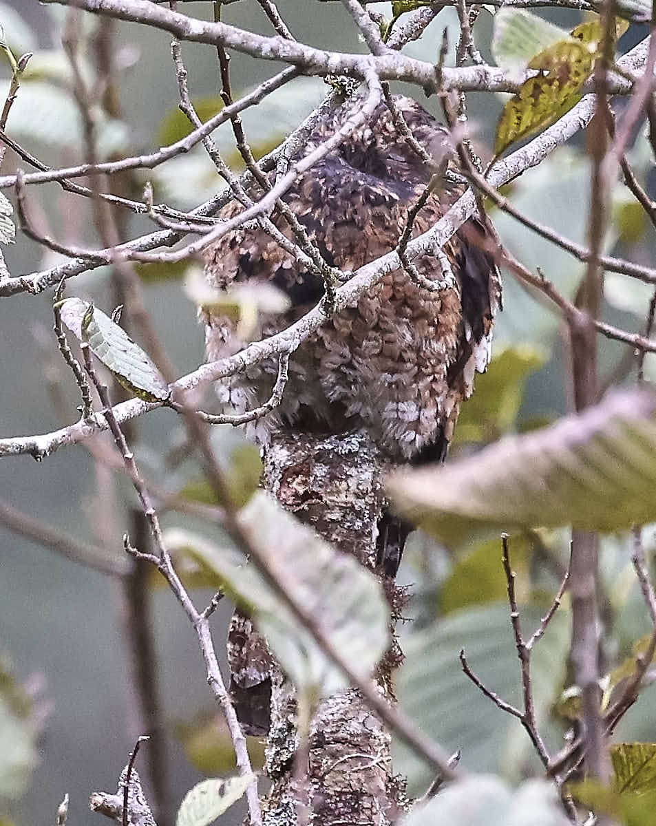 Andean Potoo - ML625094884