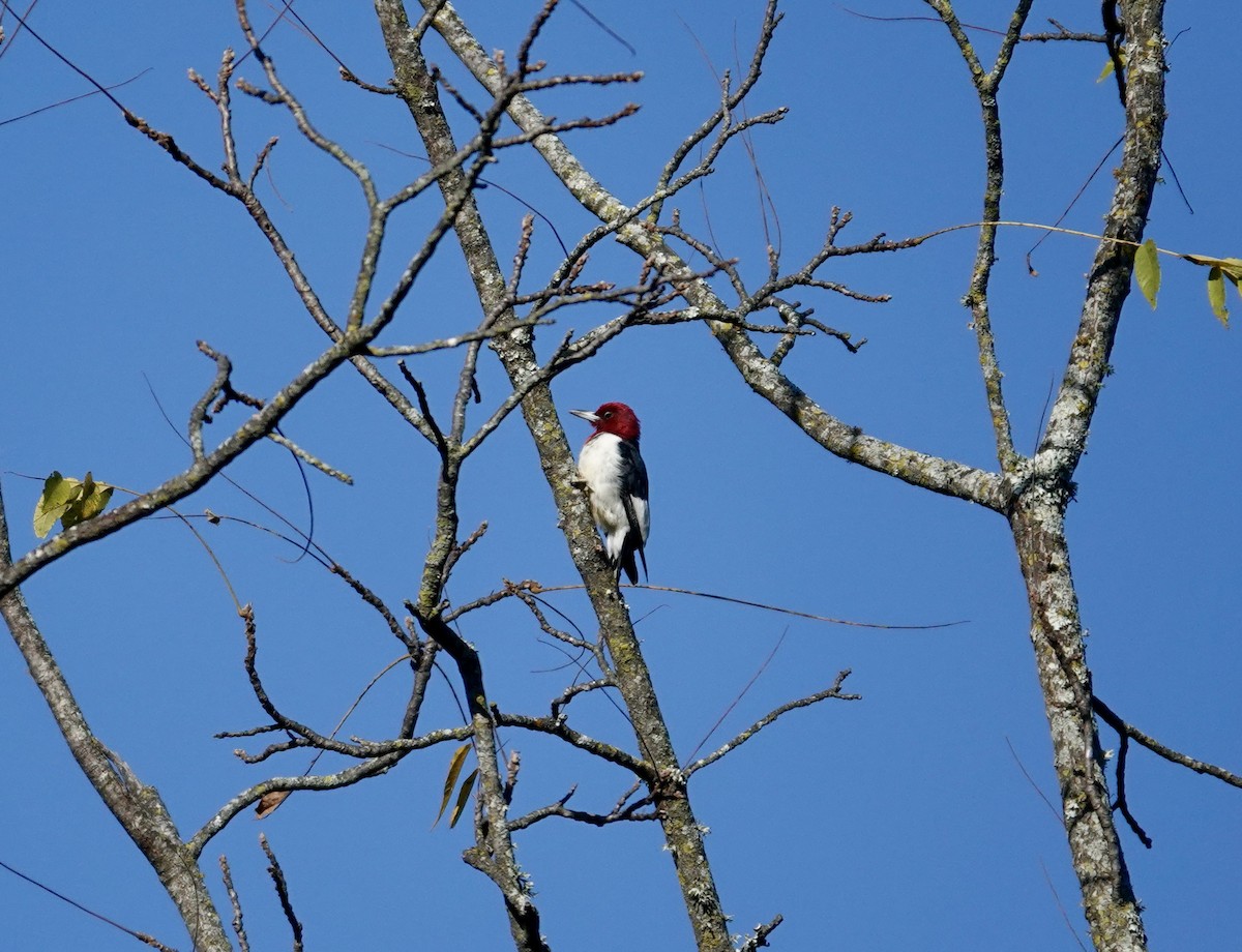 Red-headed Woodpecker - ML625094997