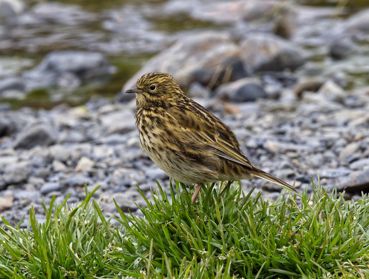 South Georgia Pipit - ML625095008