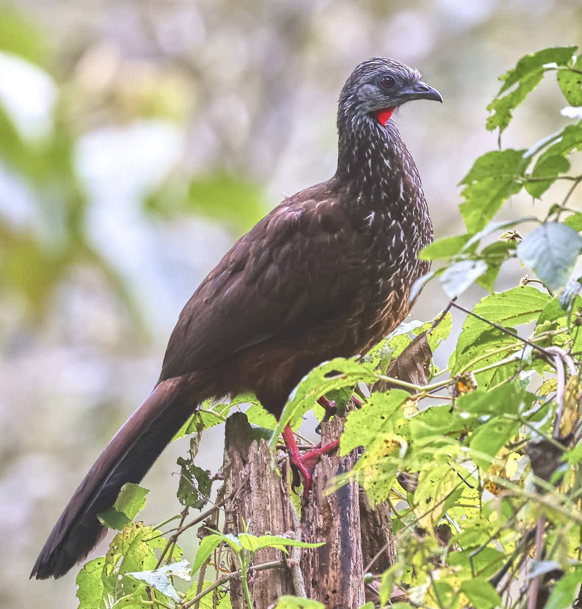 Andean Guan - ML625095023