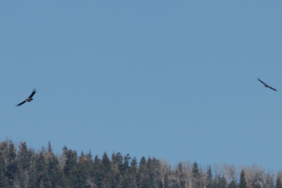 Condor de Californie - ML625095024